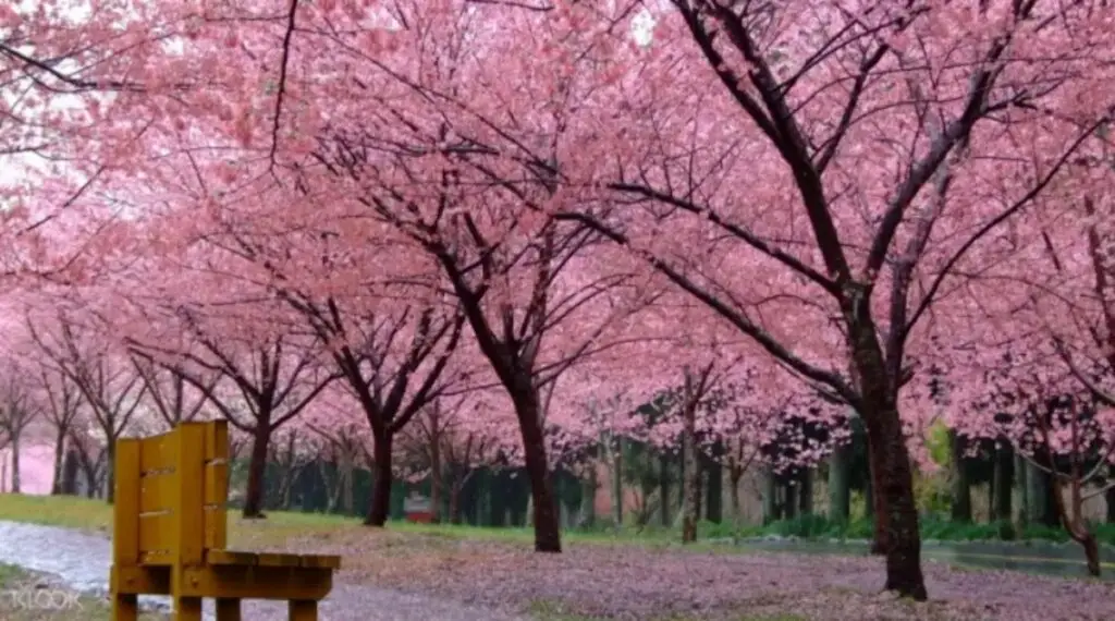Cherry Blossoms